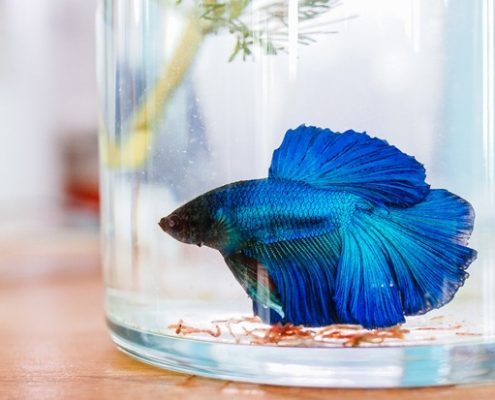 鬥魚